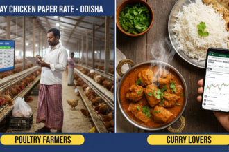 Today Chicken Paper Rate in Odisha